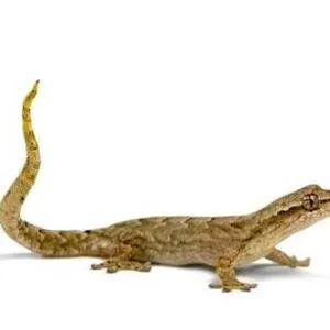 Lepidodactylus lugubris Voksen (sendes ikke)
